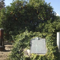 Parent Tree& marker2