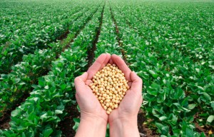 soybean