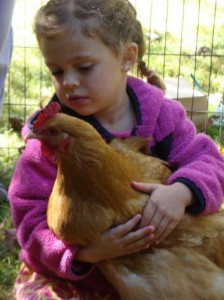 Annabelle King, 4, of Fairfield, holds a chicken at the Greenfield Hill Grange's annual Agricultural Fair on Saturday